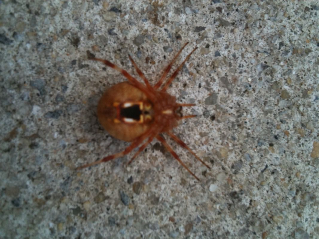 Spider