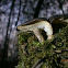 Fringed Polypore?