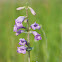 Large Beardtongue
