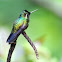 hummingbird