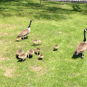 Canada goose