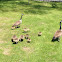 Canada goose