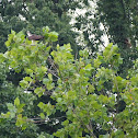 Osprey