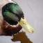 Rouen Duck