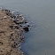 Muskrat