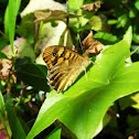 monarch butterfly