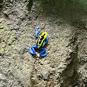 Dyeing Dart Frog