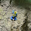 Dyeing Dart Frog