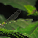 Black-tipped Forest Glory