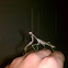 Praying Mantis