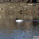 Common Merganser