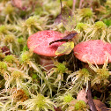 Red russula