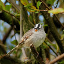 White-crowned Sparrow