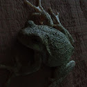 Gray Treefrog
