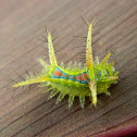 Limacodid Moth Caterpillar,