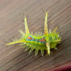 Limacodid Moth Caterpillar,