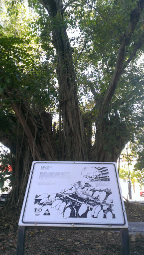 The Banyan Tree (Ficus virens)