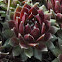 Red Papaver Houseleek