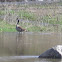 Canada Goose