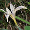 Wild Iris