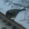 Blue tit