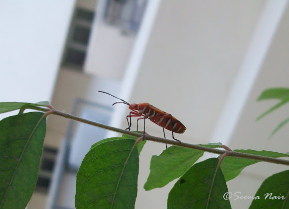Spotting Image 1