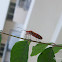 Milkweed bug