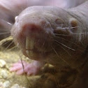 naked mole rat