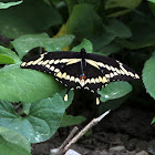Giant Swallowtail