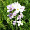 Pinksterbloem