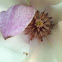 Saucer Magnolia