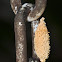 Lantern Bug with Egg Case