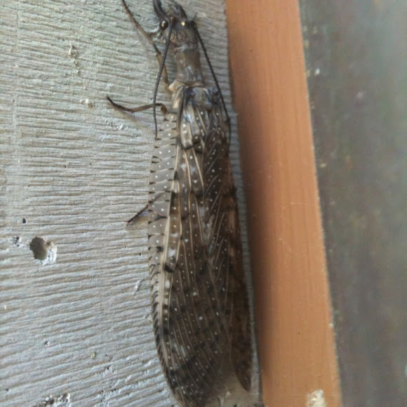 Spotting Image 1