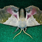 Modest Sphinx