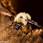 Common Eastern Bumblebee
