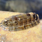 Chitón, Quitón oliváceo