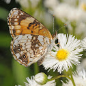 Silvery checkerspot