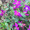 Tibouchina