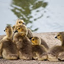 Canada gosling