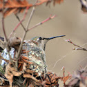 Anna's hummingbird