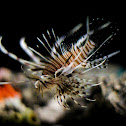 Red lionfish