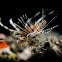 Red lionfish