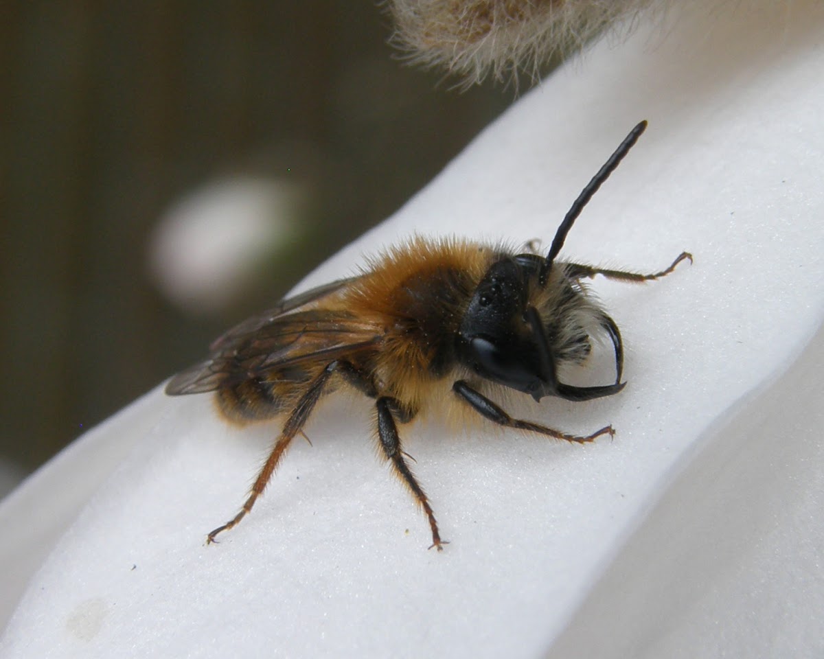 Bee