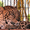 African Leopard