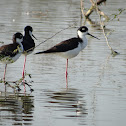 Black-Necked Stilt
