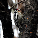 Yellow-bellied Sapsucker