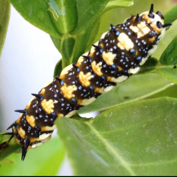 Dainty Swallowtail Caterpillar, Dingy Swallowtail Caterpillar. Citrus