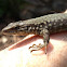Italian Wall Lizard