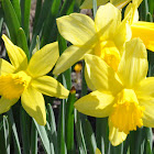 Trumpet Daffodil