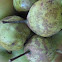 Pyrus piraster
